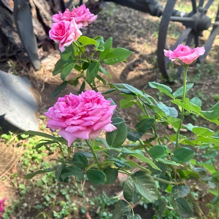 Rose Garden Park -geranium- Tatil Evi Roma